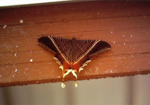 Sematura lunus